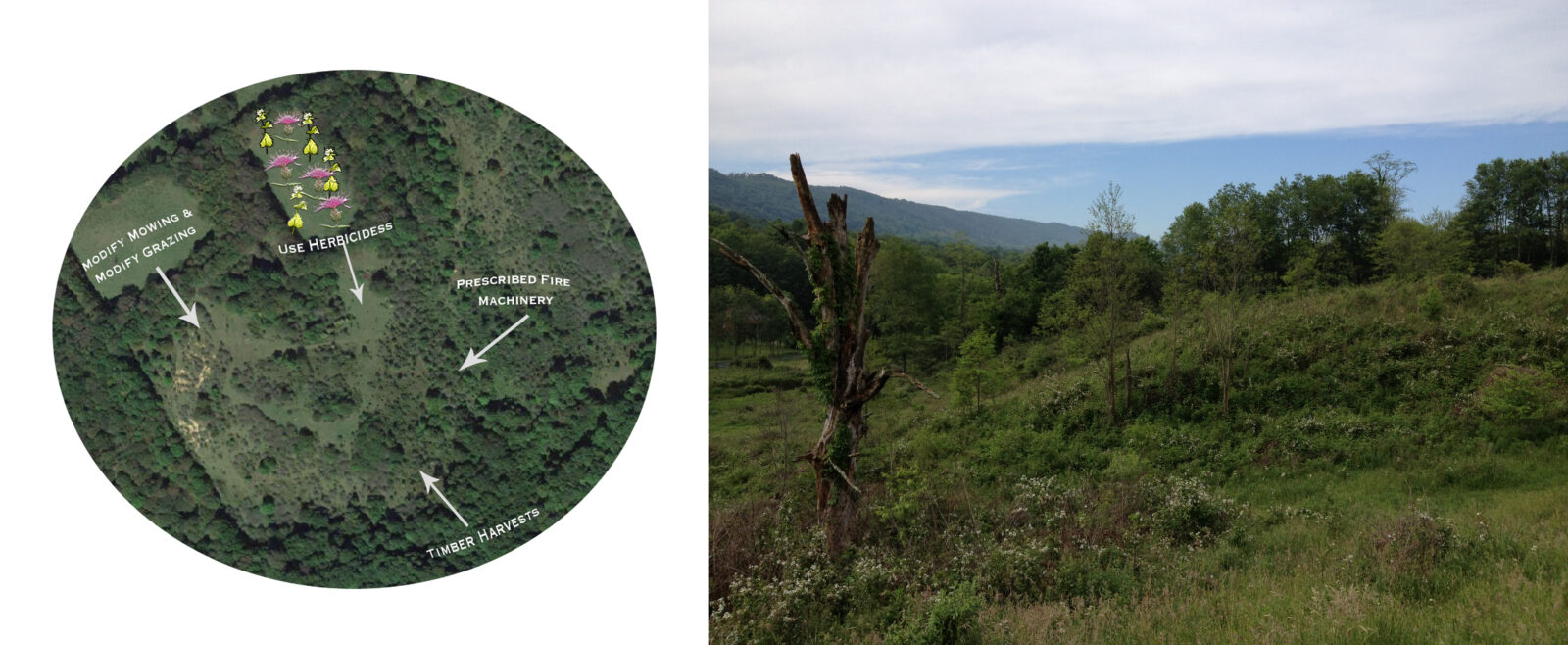 À gauche : il existe plusieurs façons de créer et de maintenir un habitat arbustif de grande qualité, comme celui qui se trouve au centre de cette photographie aérienne. Il s'agit notamment de récolter du bois, de réduire l'intensité du fauchage et du pâturage, d'utiliser des herbicides pour lutter contre les espèces envahissantes, et de prescrire des feux et des machines pour éclaircir les arbustes lorsqu'ils deviennent trop envahissants. A droite : Cet habitat arbustif est le résultat d'une réduction de l'intensité du pâturage, bien que le pâturage ait toujours été actif sur le site. Remarquez le mélange de forêt, d'arbustes, de jeunes arbres et de fleurs sauvages - c'est l'habitat de la paruline à ailes dorées et de nombreux autres types d'animaux sauvages.