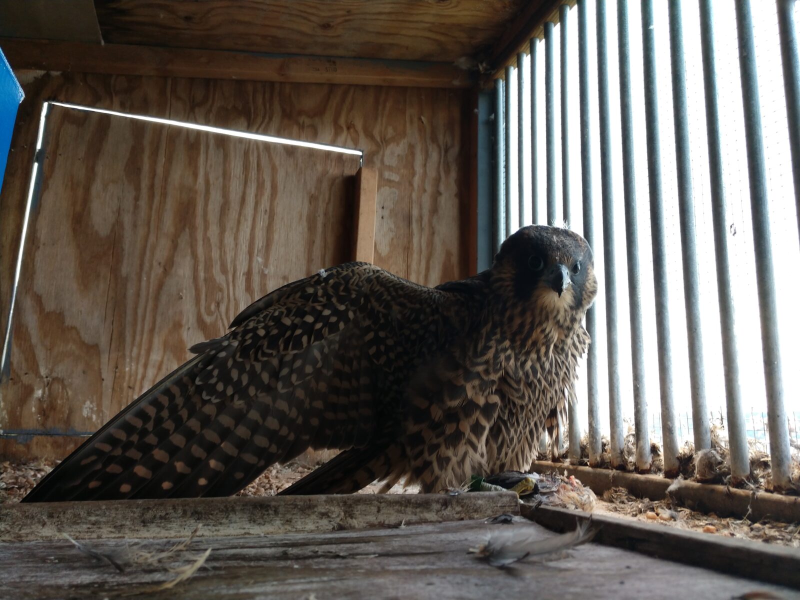Image d'un faucon pèlerin juvénile se nourrissant d'une caille ; il est temps de le relâcher dans la nature.