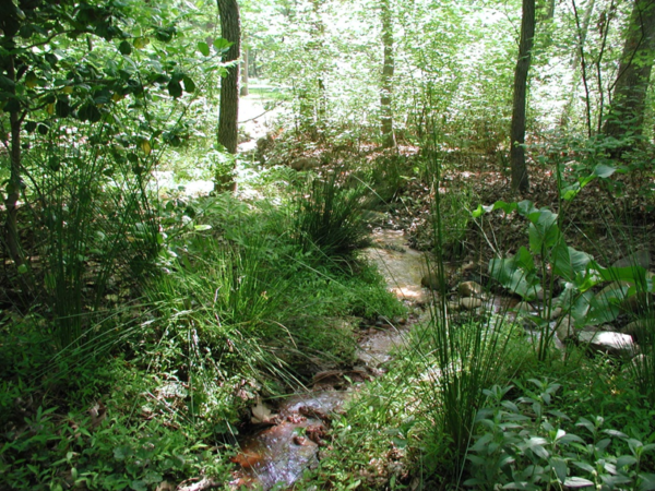Image d'une forêt de feuillus avec un épais couvert végétal ; évitez d'enlever la végétation dans les ruisseaux tributaires pour maintenir les bords du ruisseau.