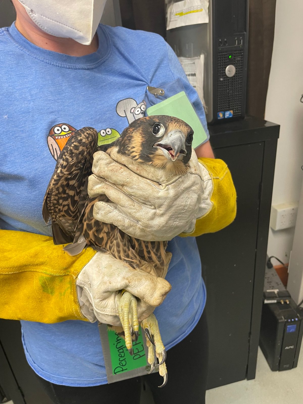 Une image de Yellow lors de son examen au Wildlife Center of Virginia