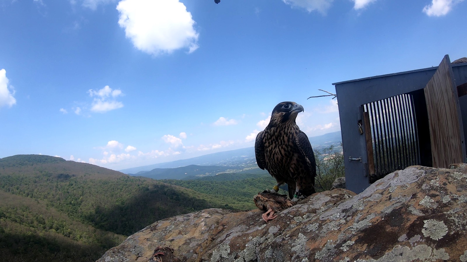 Jaune sur le site de piratage dans le parc national de Shenandoah.