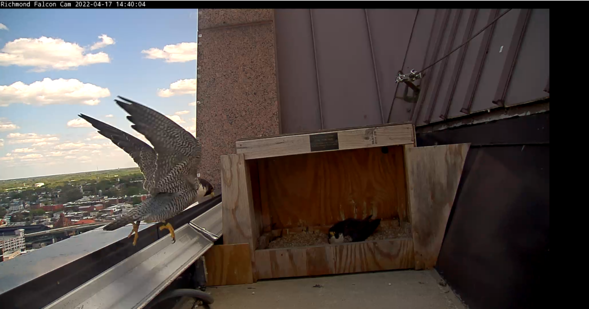 Image du mâle revenant pour soulager la femelle de ses tâches d'incubation.