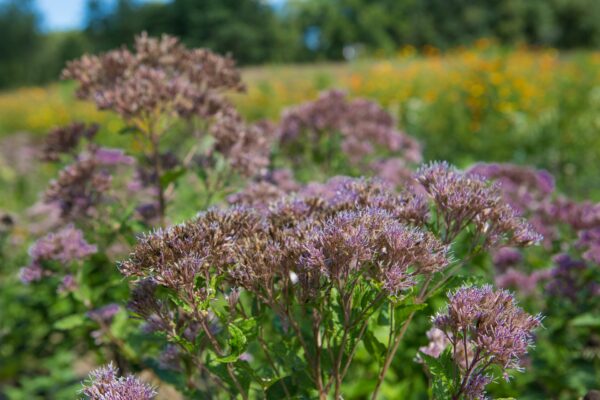 Image de Joe Pye Weed, une plante à fleurs violettes qui ressemble à l'asclépiade et qui est appréciée par le bourdon rouille.