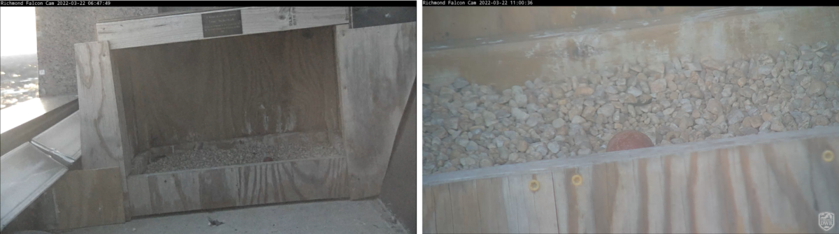 Image d'un nichoir à faucon contenant un œuf de faucon pèlerin.