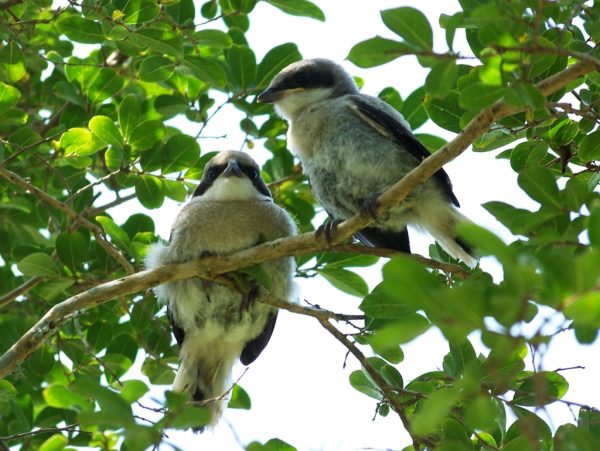 Image de la pie-grièche écorcheur