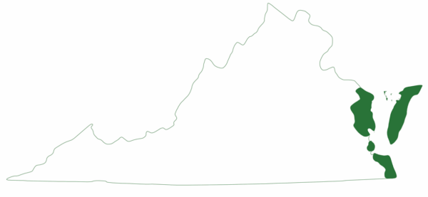 La tortue caouanne est présente dans certaines régions de la côte est de la Virginie.