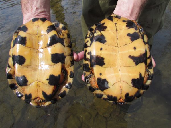 Image montrant la différence entre une tortue des bois femelle et mâle ; le mâle a un dessous concave alors que la femelle est plate.