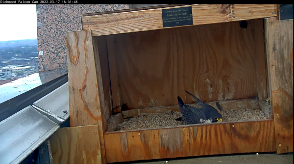 Le faucon pèlerin mâle entretient la raclée, une échancrure où il pond ses œufs.