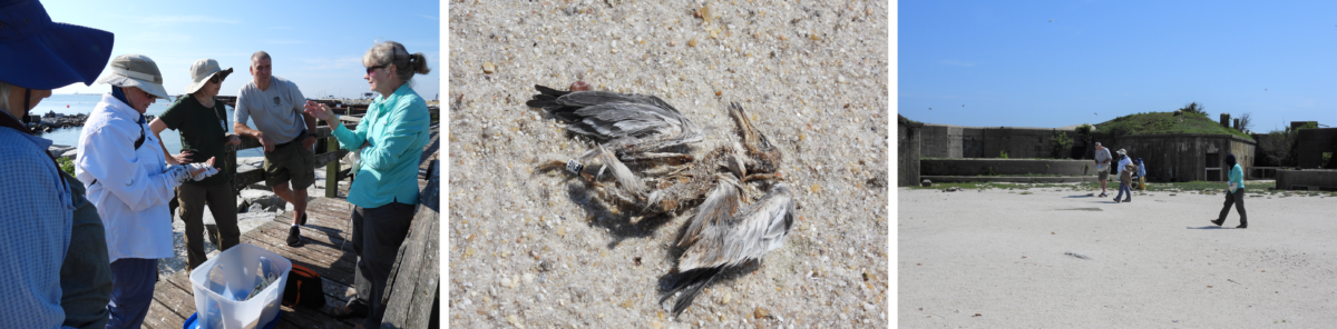 À gauche : le personnel du DWR se réunit à l'aéroport de Ft. Wool dock pour discuter de leur stratégie d'échantillonnage. Au centre : Un poussin de sterne pierregarin décédé trouvé sur l'une des barges. Les bagues de ce poussin ont été collectées lors de notre étude de mortalité. A droite : Le personnel du DWR en train d'étudier le site de Ft. Terrain de parade pour les carcasses de laine.
