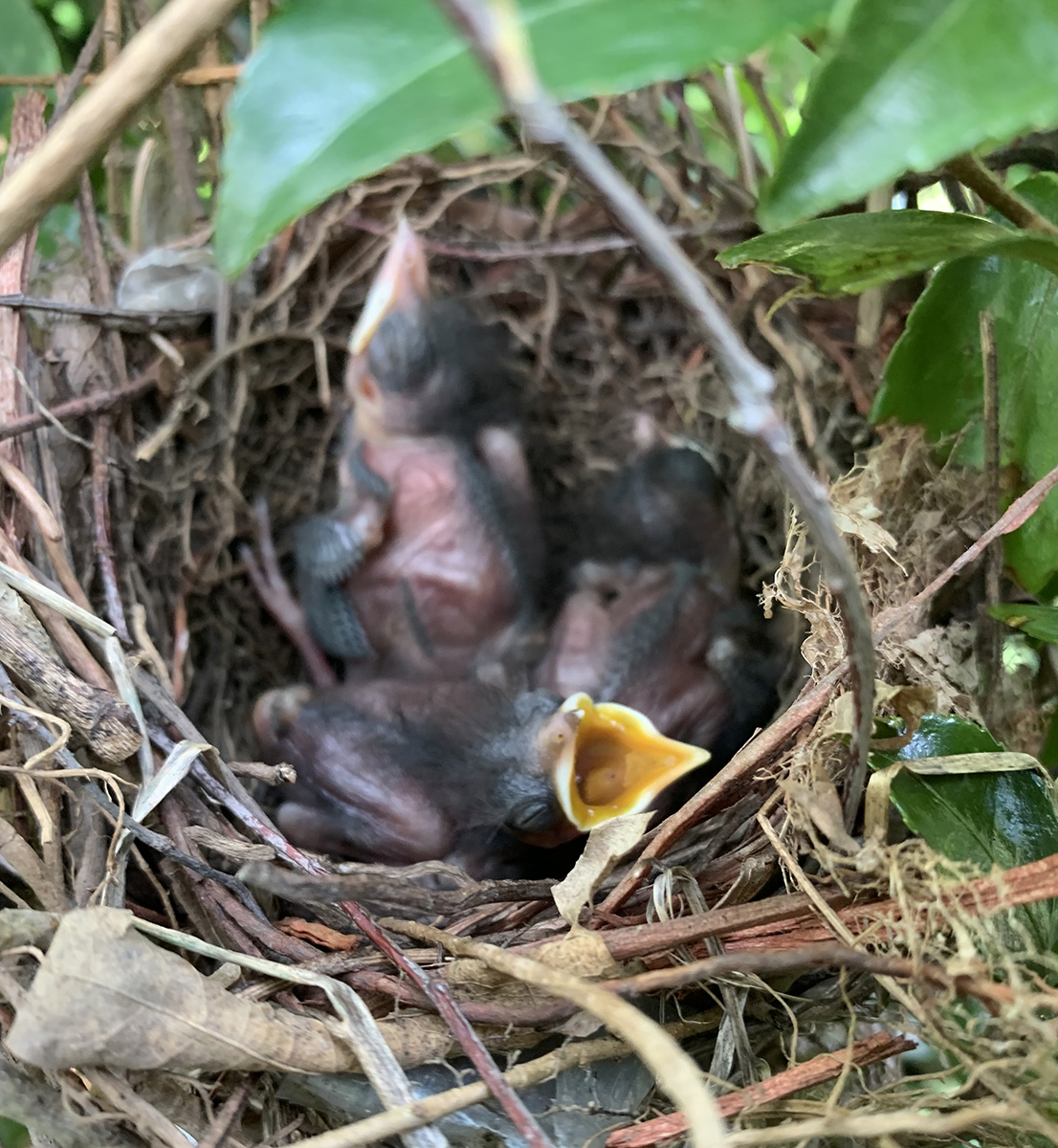 Image de trois bébés oiseaux-chats dans le nid à l'intérieur de l'arbuste.