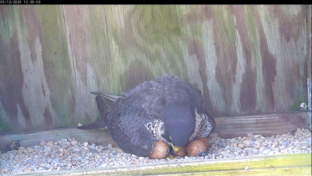 Femelle avec un œuf piqué le 12mai