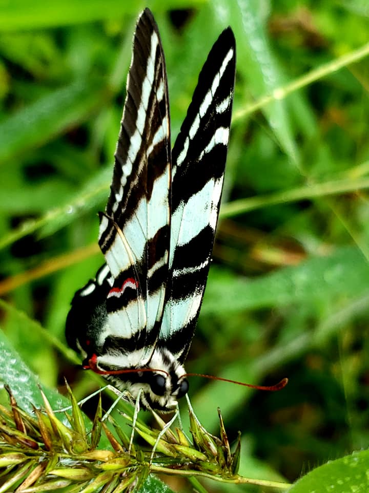 Image d'un papillon noir et jaune prise dans la Powhatan WMA.