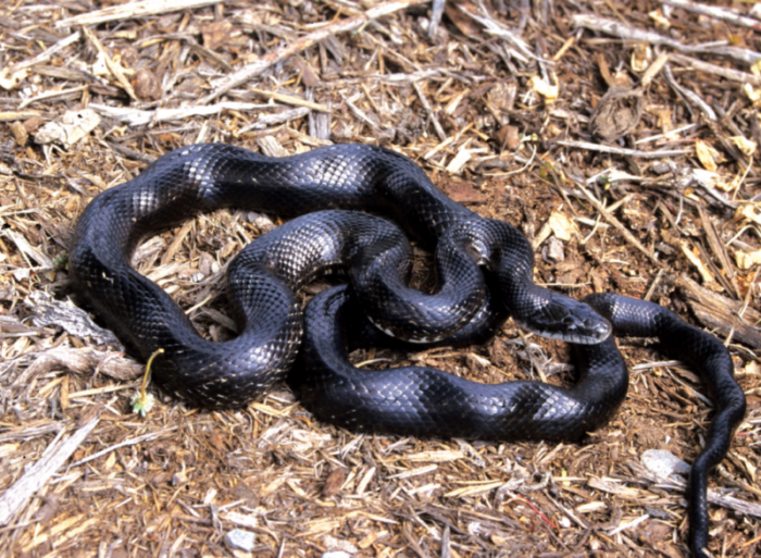 Image d'une ratsnale de l'Est sur du paillis ; ces serpents sont d'un noir brillant avec un ventre plus clair.