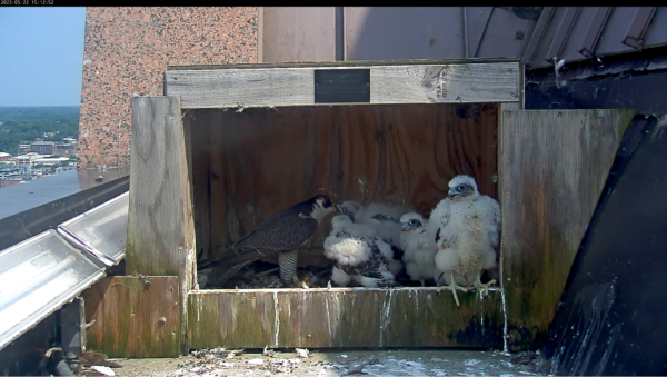 La femelle adulte distribue un repas aux oisillons. Les petits sont pour la plupart adultes maintenant, bien qu'ils aient encore quelques plumes à développer !