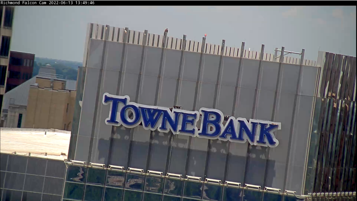L'emplacement de Red au sommet de Towne Bank, tel qu'il est vu par la caméra en direct.