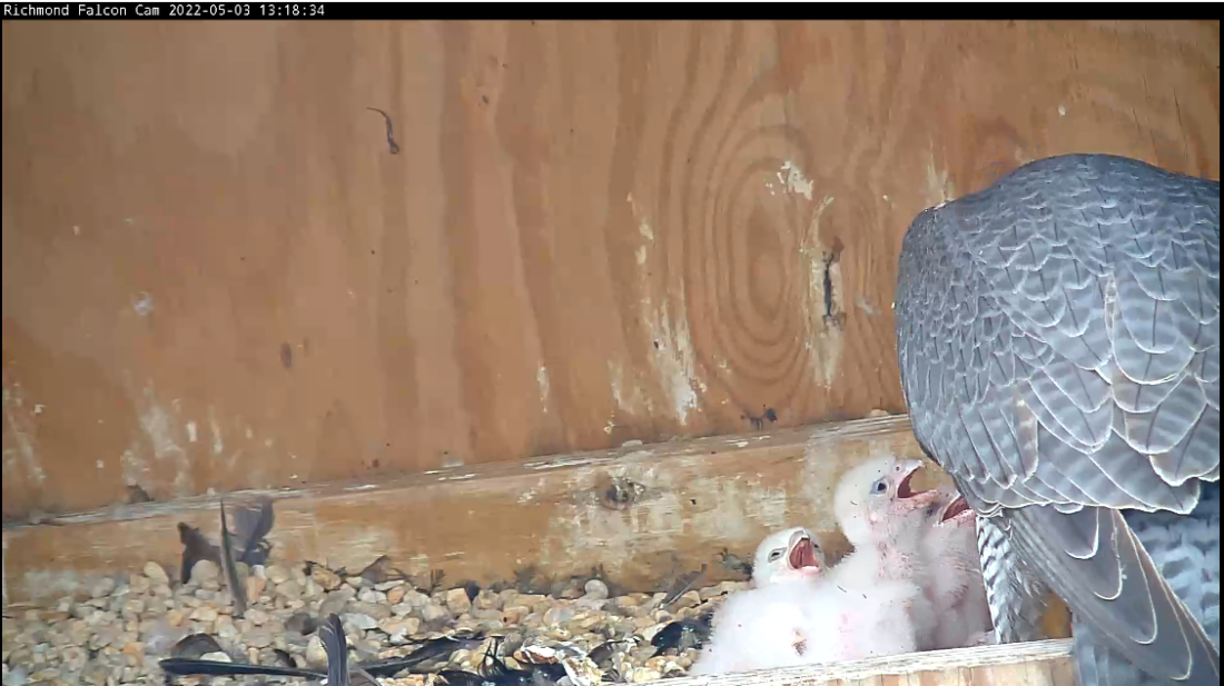 Une image montrant que le quatrième poussin est visiblement plus petit que ses pairs.