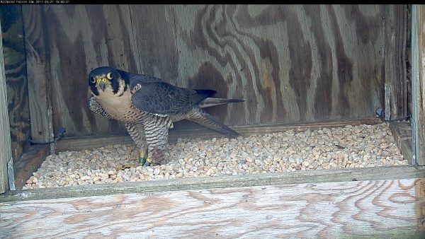 Nouvelle femelle baguée, debout dans une éraflure à l'intérieur du nichoir.