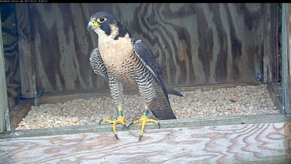 Image d'une femelle nouvellement baguée se tenant sur le nichoir.