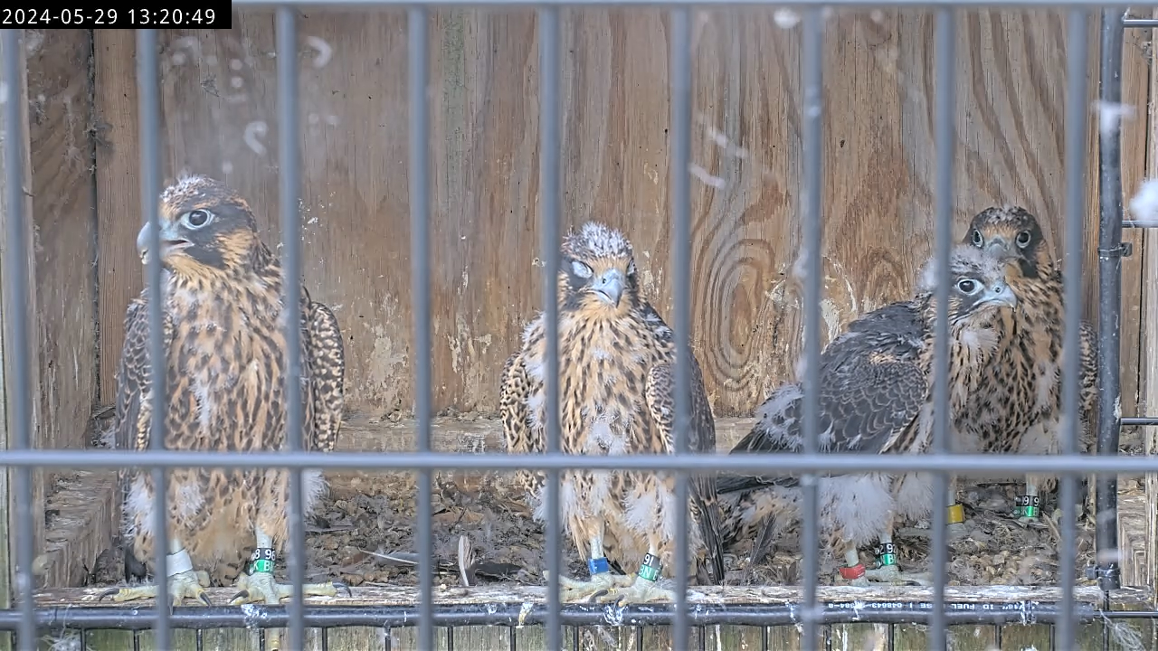 Une image des quatre poussins faucons après le retour de Red