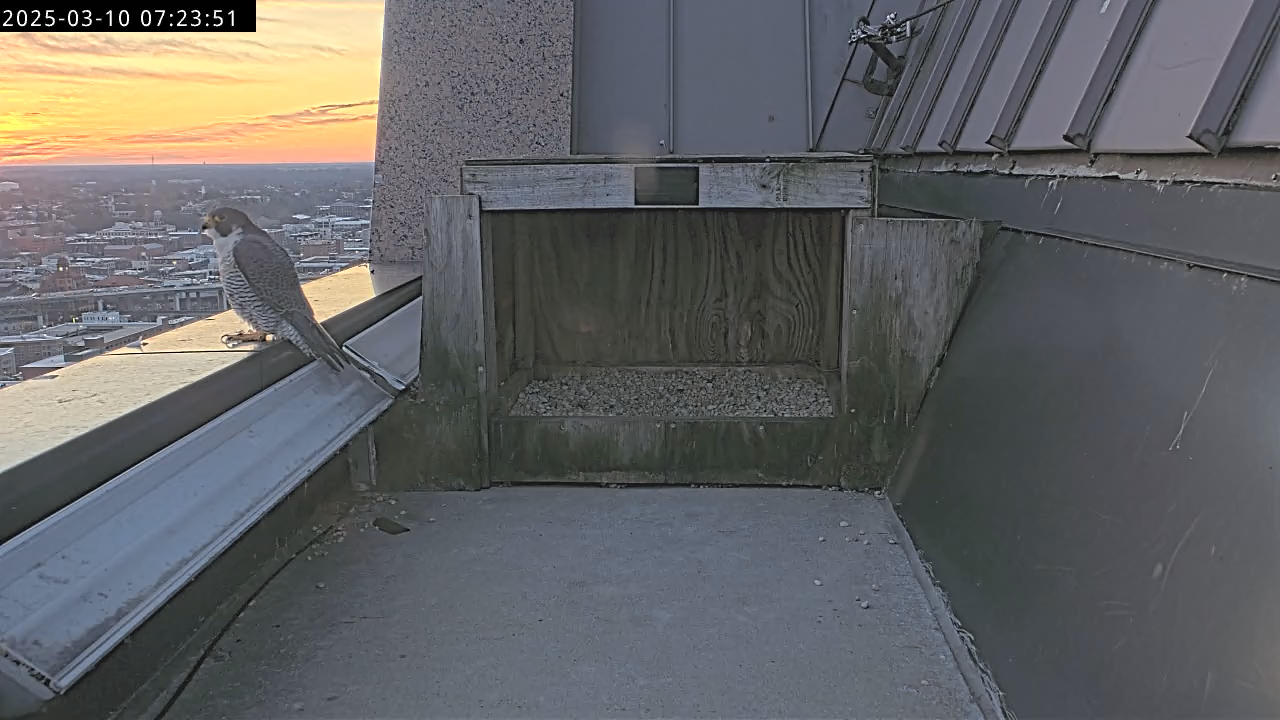 Le faucon mâle (59/BM) est perché sur le rebord du parapet du bâtiment le 10mars, 2025.