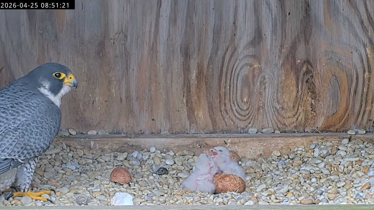 59/BM arrive au nichoir où deux oisillons ont éclos. Un troisième poussin est presque sorti de l'œuf, comme en témoigne la fermeture éclair de "" sur la coquille de l'œuf à l'avant.