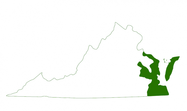 La tortue à dos de diamant se trouve sur les côtes méridionales de la Virginie et sur les îles-barrières.