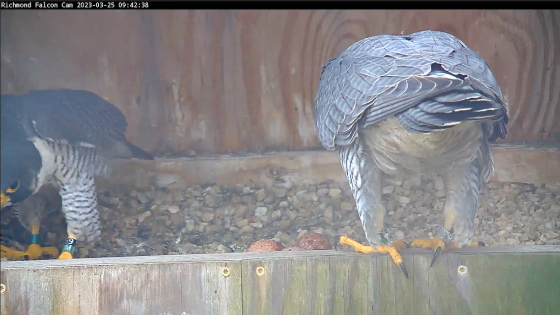 Image du nichoir du faucon pèlerin ; sur cette image, les oiseaux changent de place pour s'asseoir sur les trois œufs.