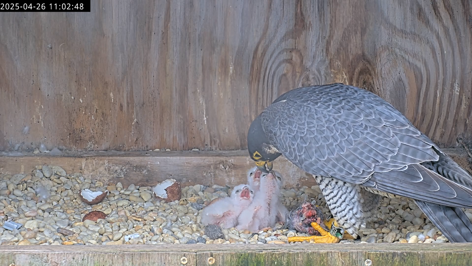 Une femelle faucon nourrit ses trois poussins nouvellement éclos.