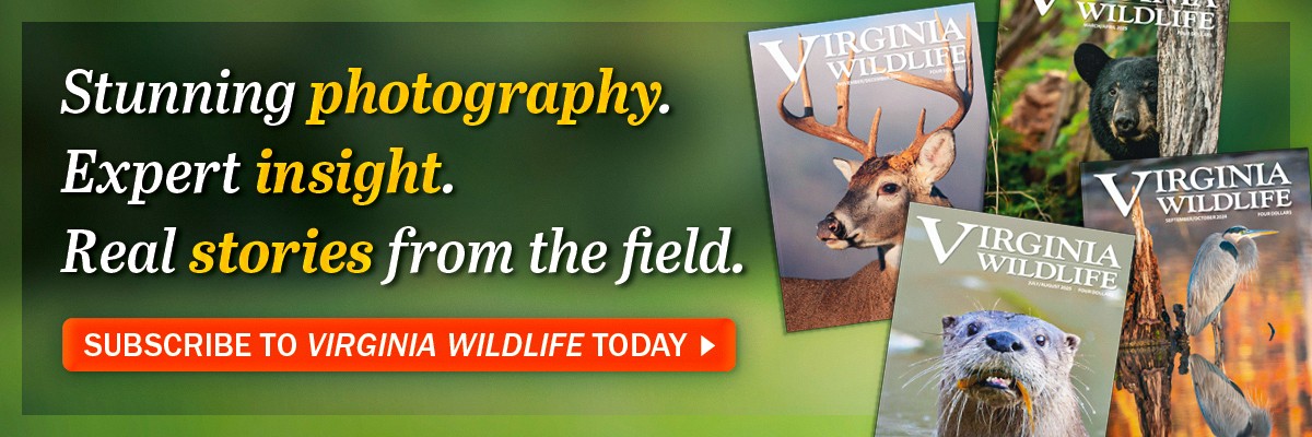 Une collection de couvertures du magazine Virginia Wildlife pour promouvoir les abonnements au magazine Virginia Wildlife.
