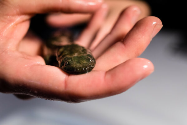 Image de l'hellbender de l'Est