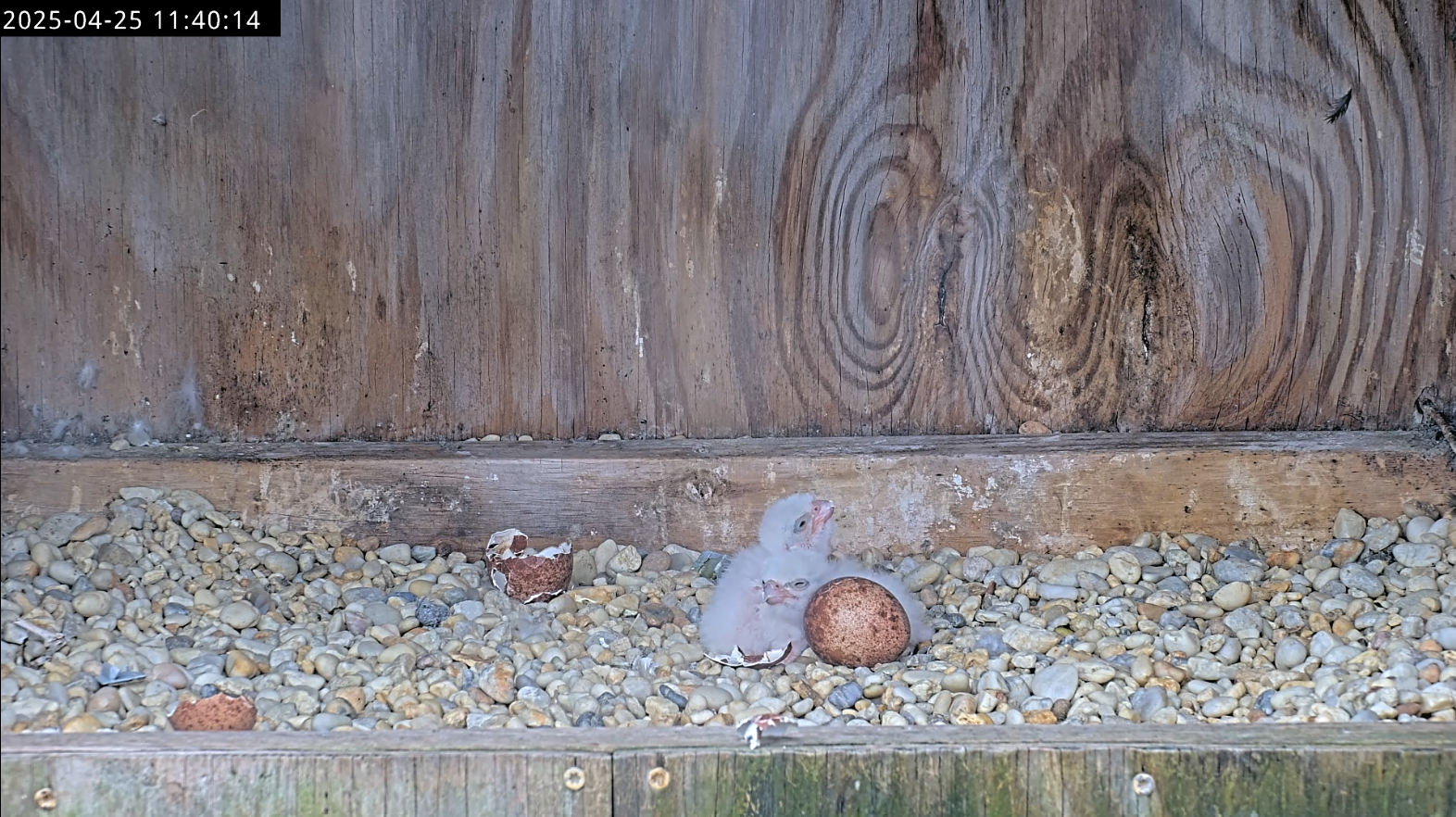 Deux poussins visibles lors d'un échange incubation/reproduction.