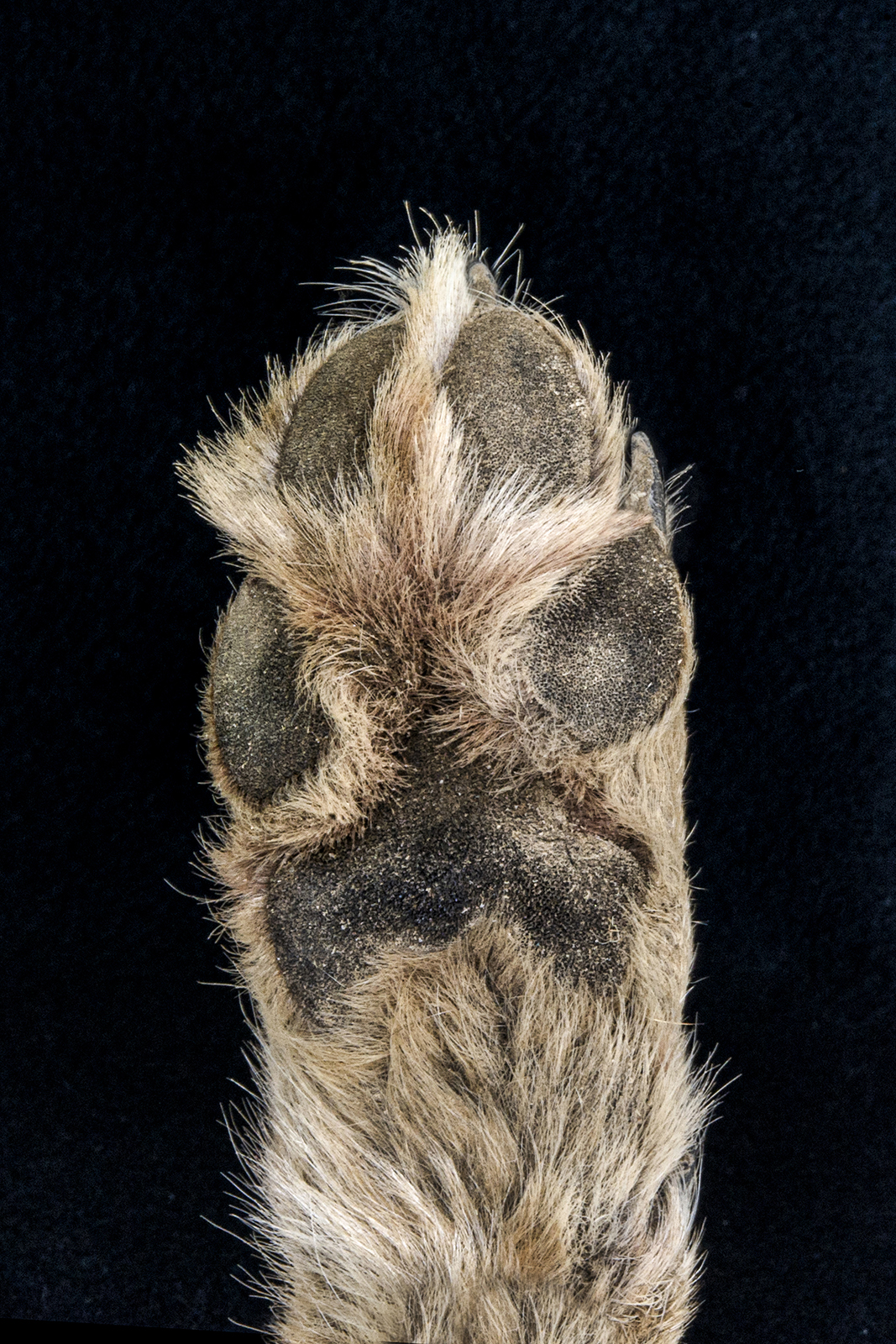 Photo en gros plan du dessous d'une patte de coyote sur fond noir.
