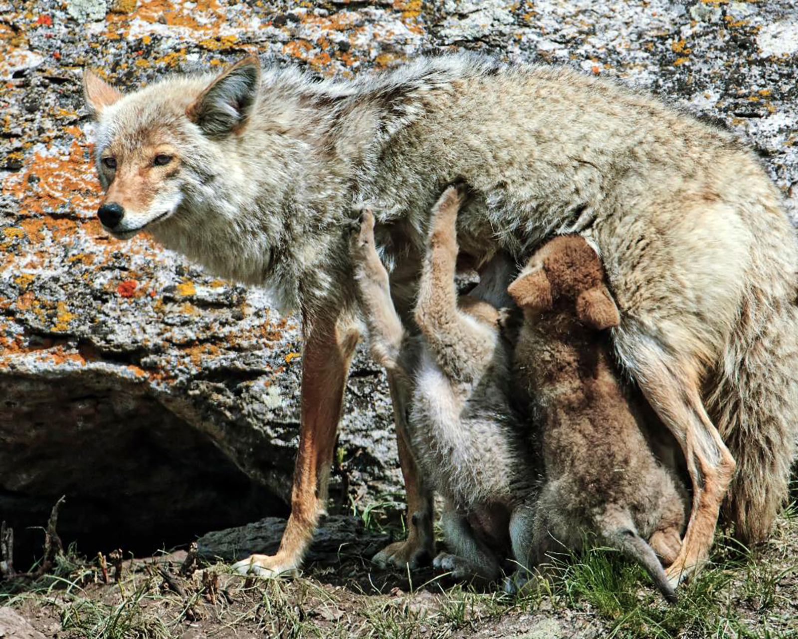Photo d'une femelle coyote debout avec plusieurs petits en train de téter.