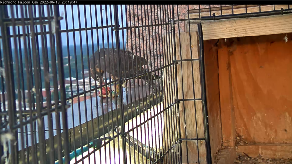 Au début, la femelle adulte tente de nourrir les poussins, sans succès, depuis le parapet situé au-dessus de l'enclos.