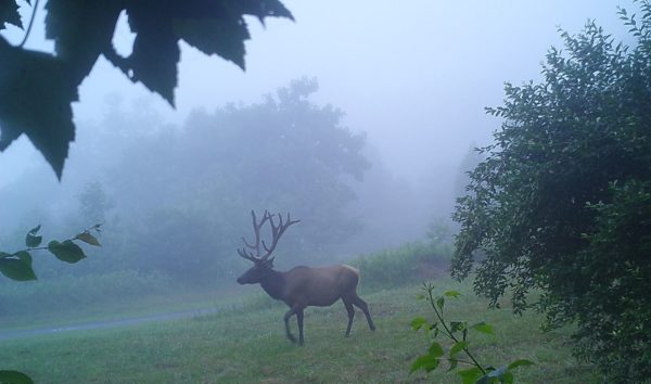 Image d'un élan mâle marchant dans une forêt brumeuse.