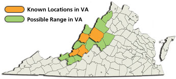 carte du serpent des pins