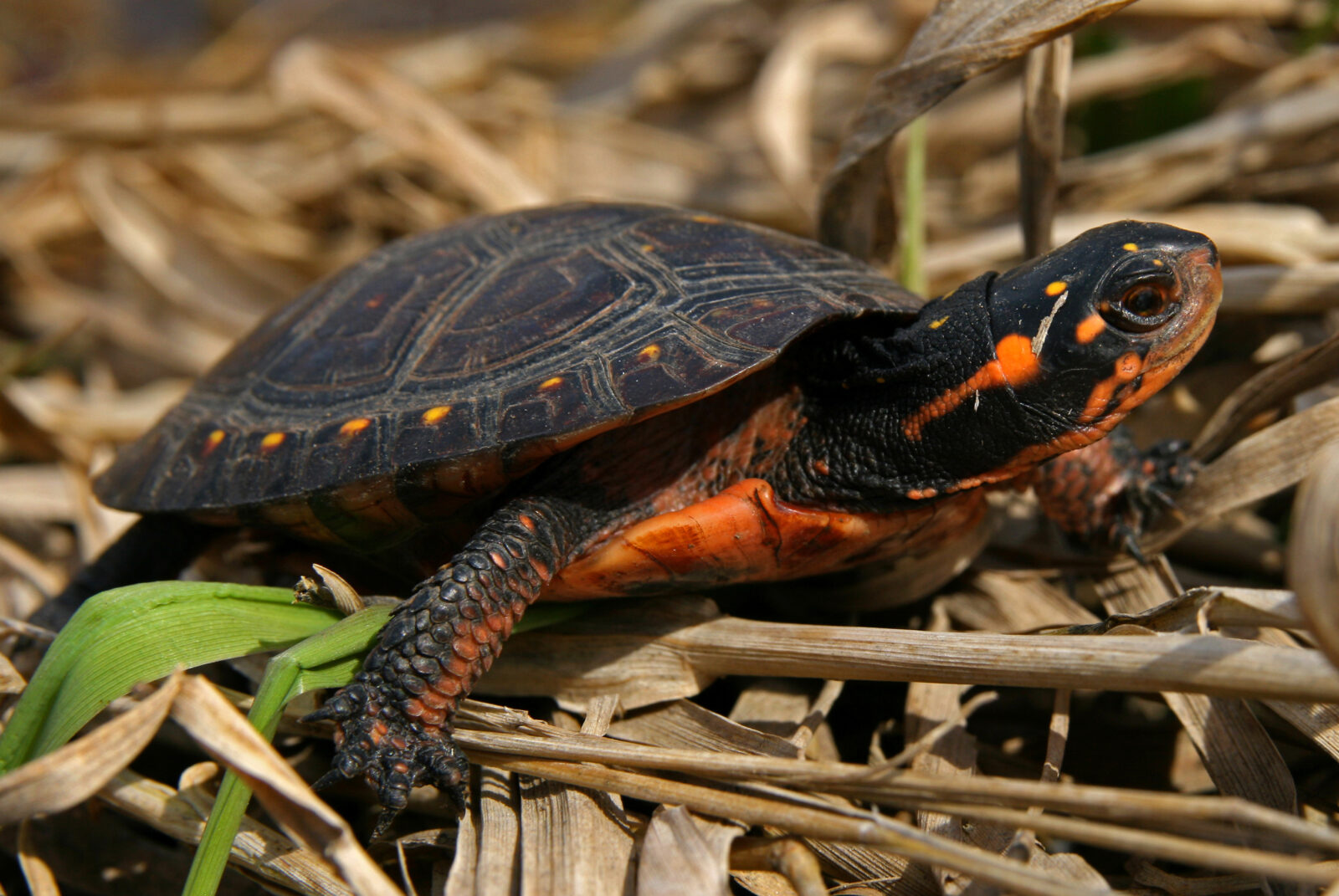 Image d'une tortue ponctuée