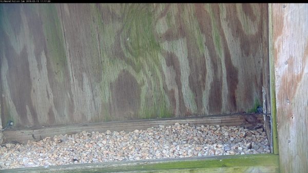 Une éraflure dans le nichoir du bâtiment Riverfront Plaza,