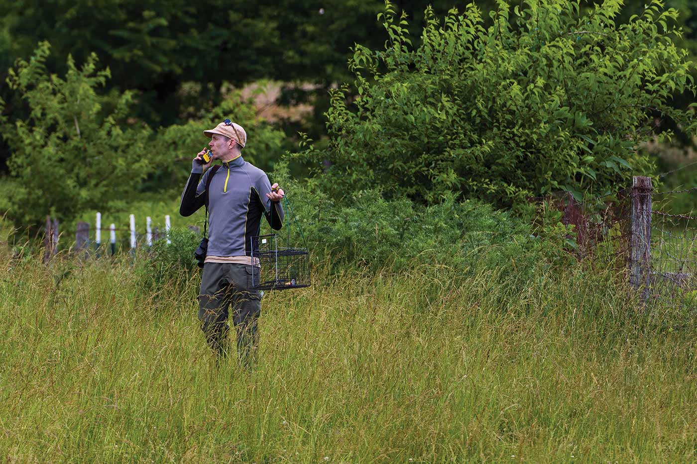 Après avoir reçu l'emplacement d'une pie-grièche, un membre du personnel du DWR a placé un piège vivant contenant une souris à proximité de la pie-grièche. 