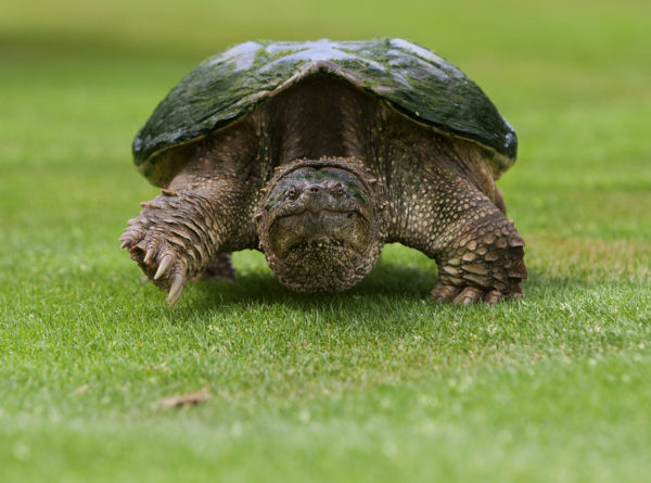 Image d'une tortue serpentine traversant un terrain de golf. Le fait d'être sur la terre ferme est une période de vulnérabilité pour ces tortues, ce qui explique leur comportement agressif.