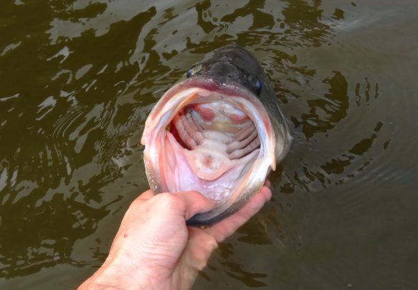 Image d'un achigan à grande bouche tenu par une personne