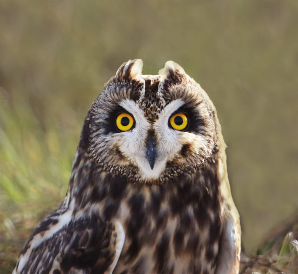 Image d'un hibou à oreilles courtes avec des marques faciales blanches notables et de petites plumes ressemblant à des oreilles, situées directement au-dessus de ses yeux.