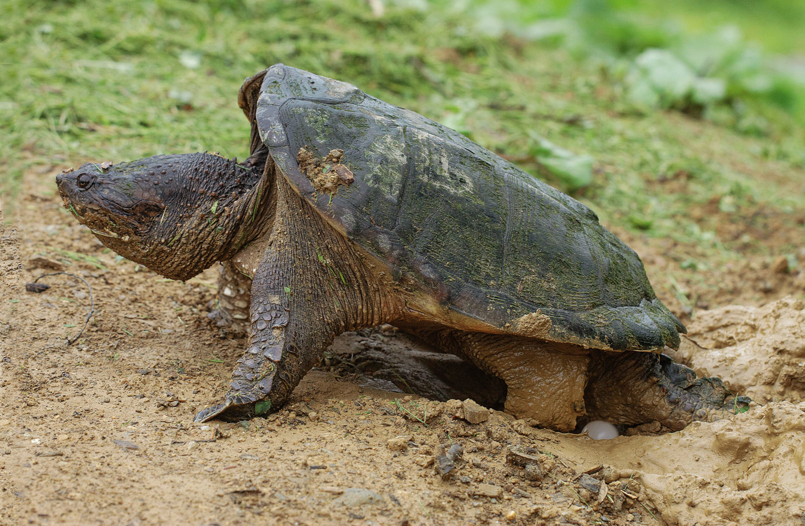 Image d'une tortue serpentine femelle pondant ses œufs dans le sol. Les femelles pondent entre 25 et 55 œufs par ponte.