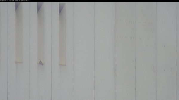 Un faucon pèlerin perché sur une persienne du bâtiment Dominion.