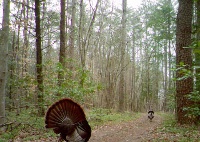 Image de deux dindes sur un vieux chemin forestier, la dinde au premier plan est tournée vers le photographe et présente la dinde à l'arrière-plan. 
