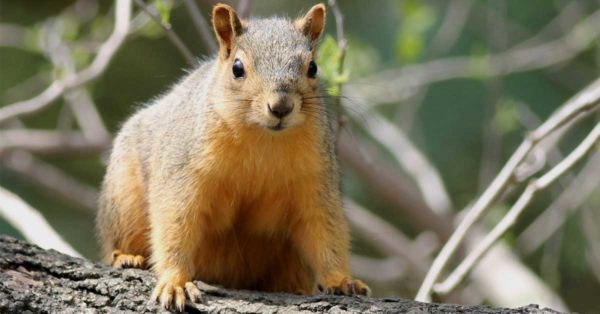 Une image de l'écureuil roux