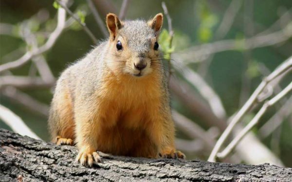 Une image d'écureuil gris