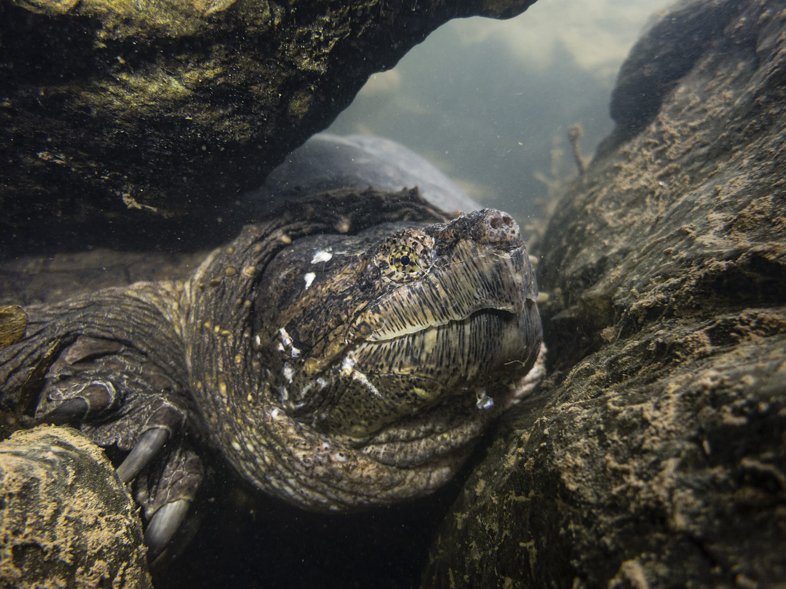 Image d'une tortue serpentine nichée entre des rochers sous l'eau ; ces reptiles ne quittent l'eau que pour changer d'endroit, trouver un partenaire ou pondre leurs œufs.