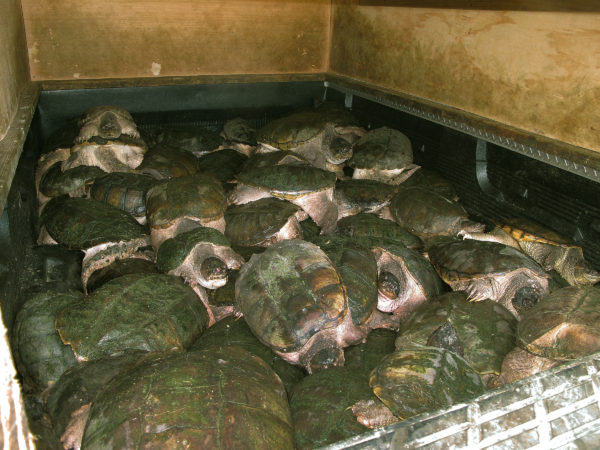 Image de tortues serpentines récoltées à des fins commerciales dans la benne d'une camionnette en vue d'être transformées pour leur viande. 