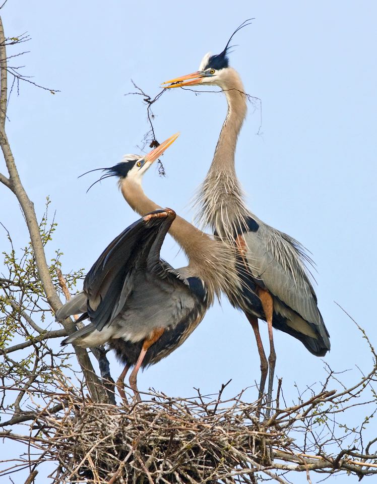 Image de deux grands hérons debout sur un nid ; l'un d'eux tient un bâton qu'il ajoute à la pile.